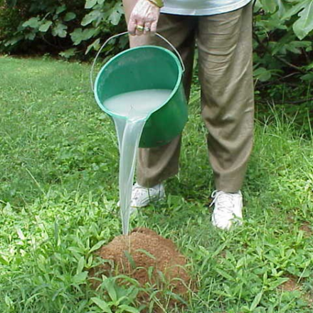 What is The Ant Killer For Lawns?