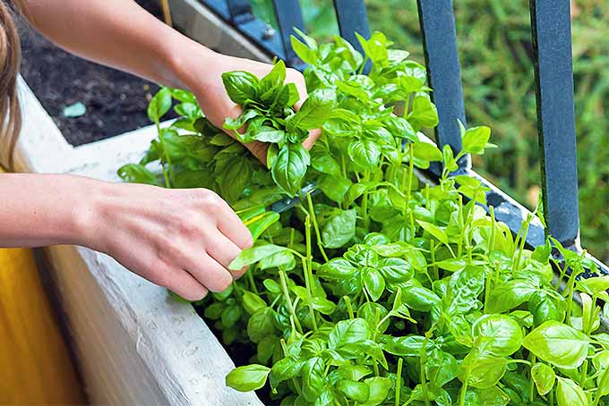 How To Grow Basil Indoors And Outdoors
